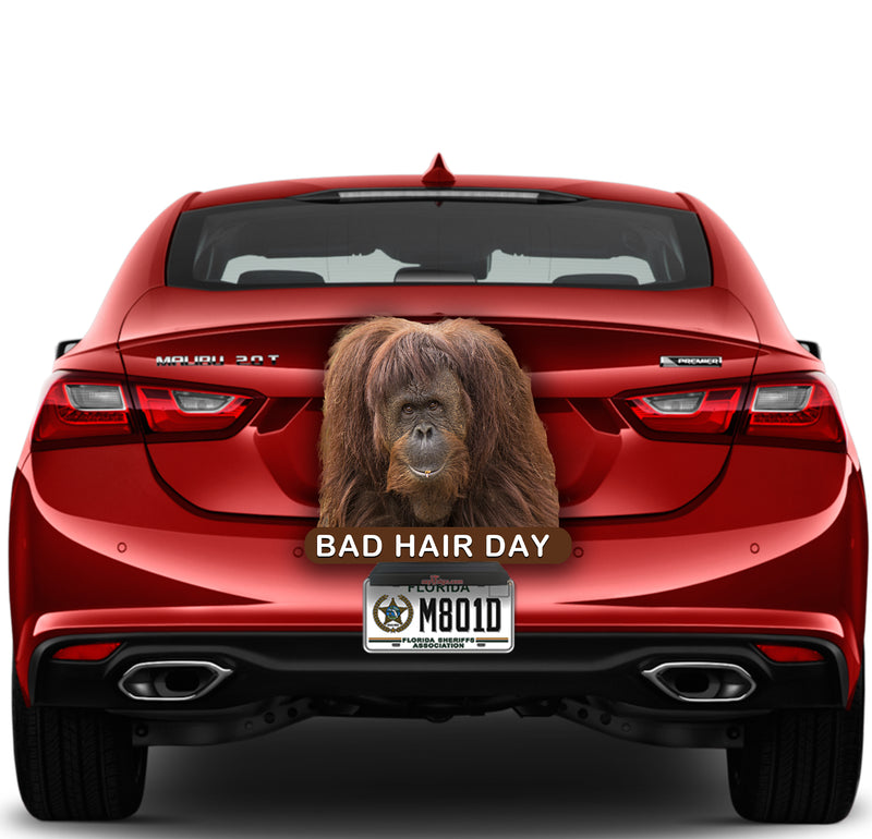 Orangutan Bad Hair Day