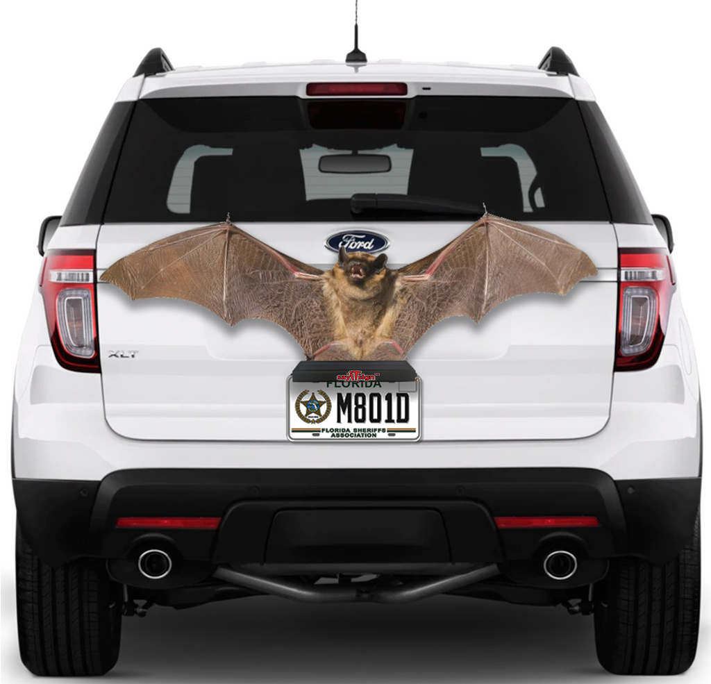 Bat Corona