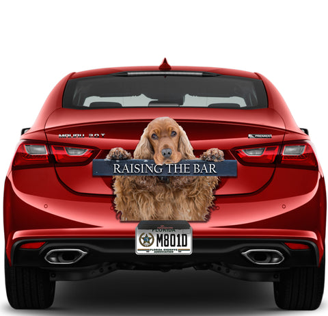 Image of Cocker Spaniel Raising The Bar