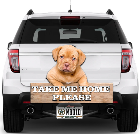 Image of Dog Let me Out
