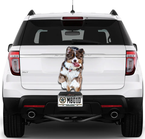 Image of Cute Dog