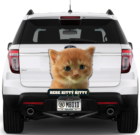 Image of Kitten Here Kitty Kitty