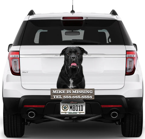 Image of Black Dog