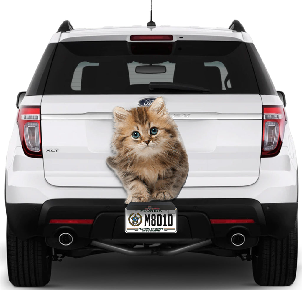 Cute Cat #1