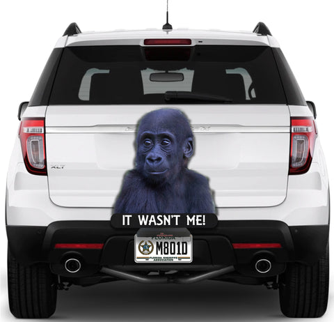 Image of Baby Gorilla It Wasn't Me