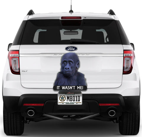 Image of Baby Gorilla It Wasn't Me