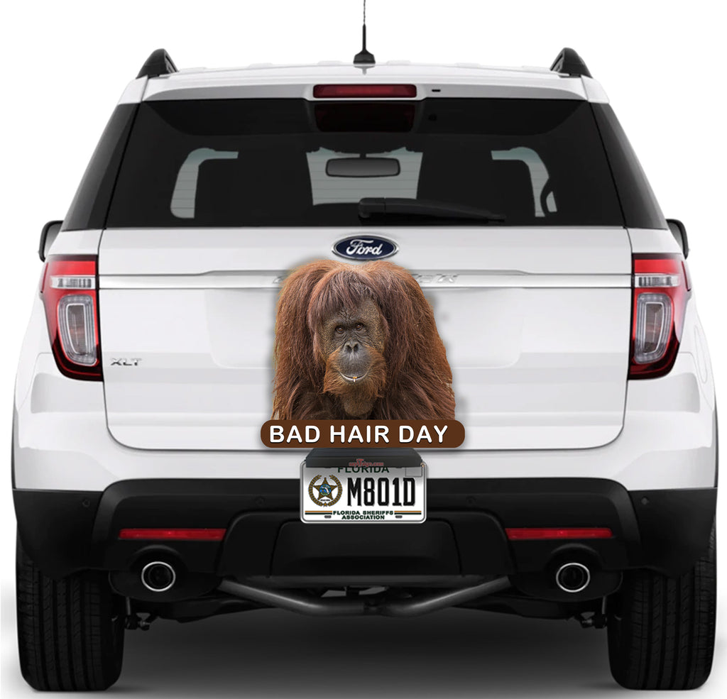 Orangutan Bad Hair Day