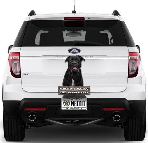 Image of Black Dog