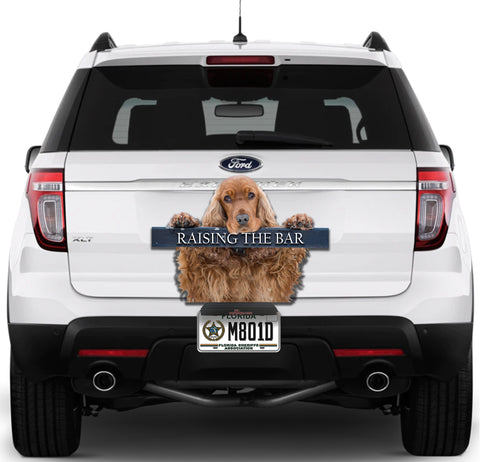 Image of Cocker Spaniel Raising The Bar