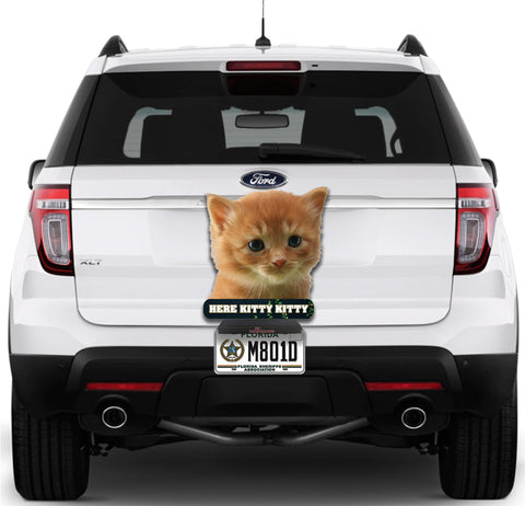 Image of Kitten Here Kitty Kitty