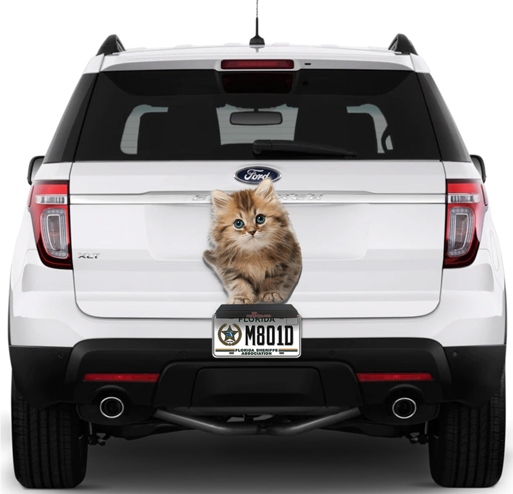 Cute Cat #1