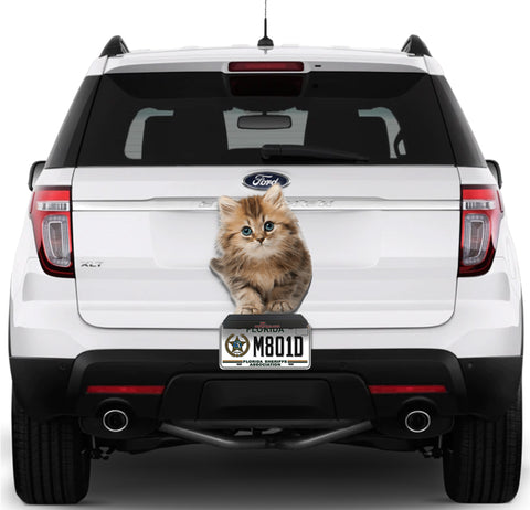 Image of Cute Cat #1