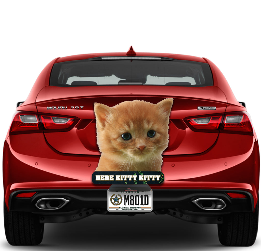 Kitten Here Kitty Kitty