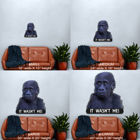 Image of Baby Gorilla It Wasn't Me