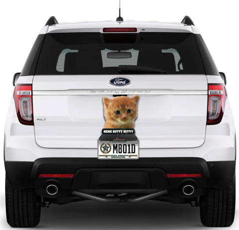 Image of Kitten Here Kitty Kitty