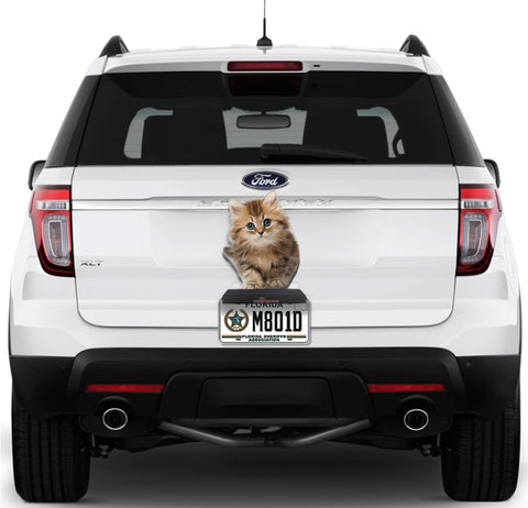 Image of Cute Cat #1