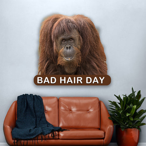 Image of Orangutan Bad Hair Day