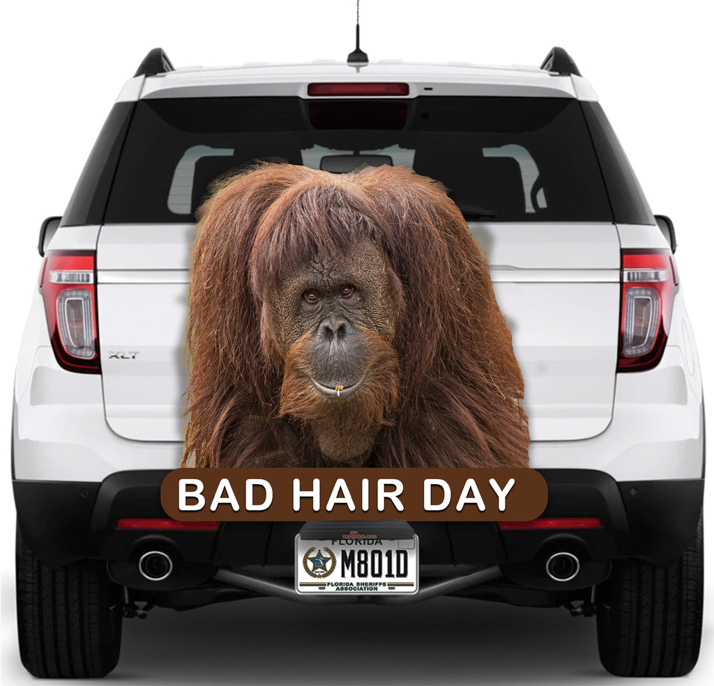 Orangutan Bad Hair Day
