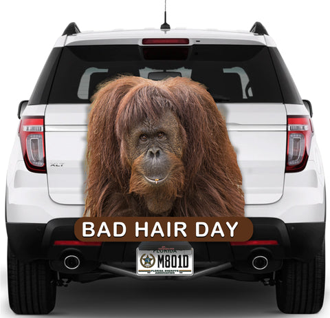 Image of Orangutan Bad Hair Day