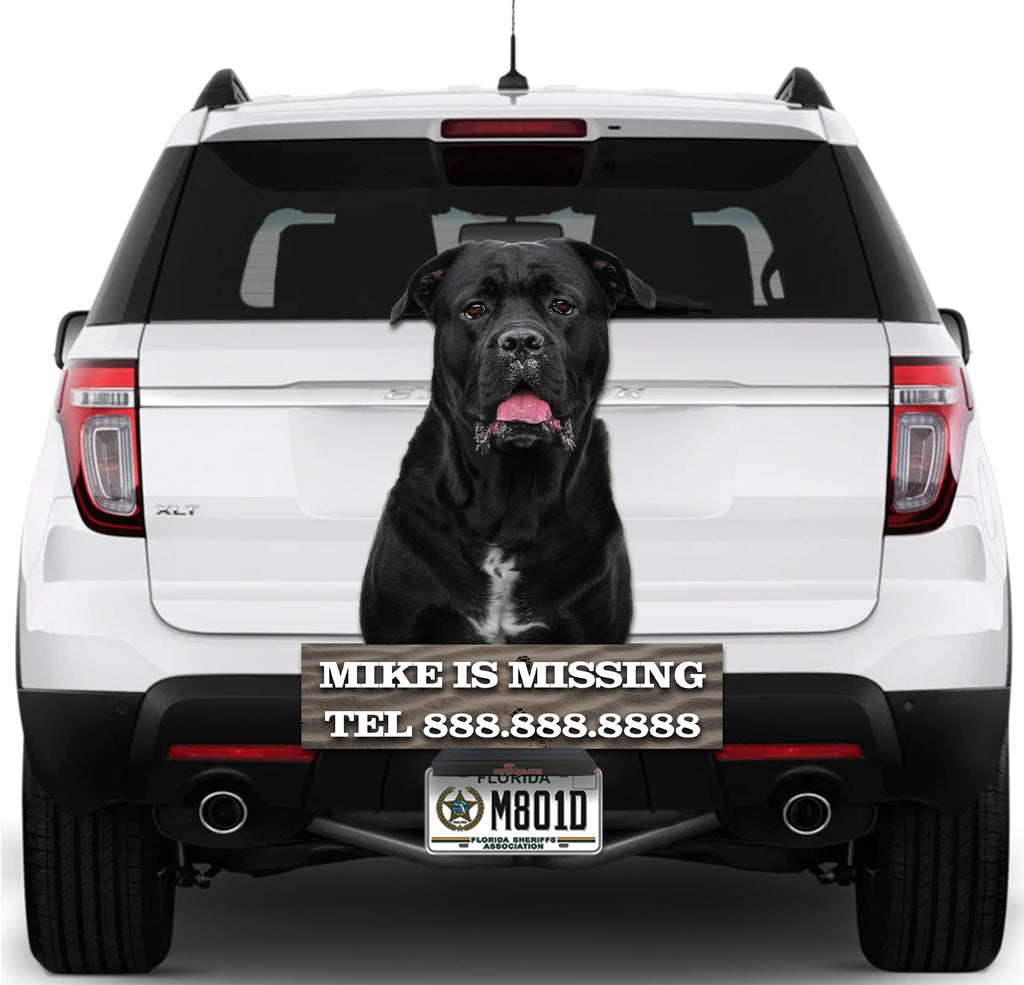 Black Dog