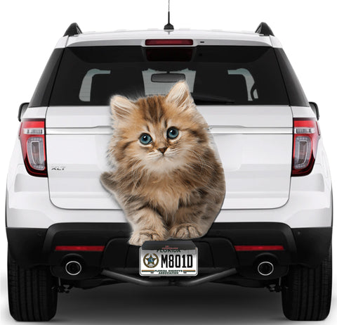 Image of Cute Cat #1