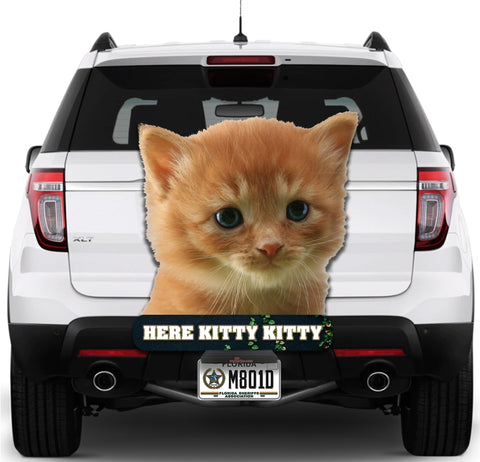 Image of Kitten Here Kitty Kitty