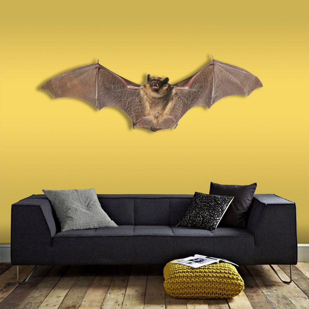 Bat Corona