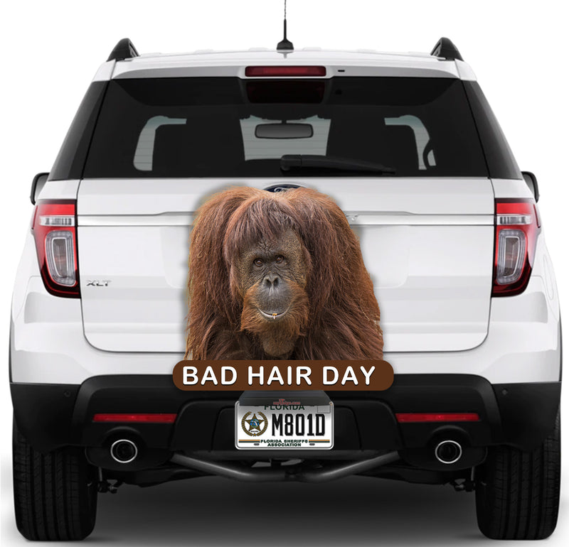 Orangutan Bad Hair Day