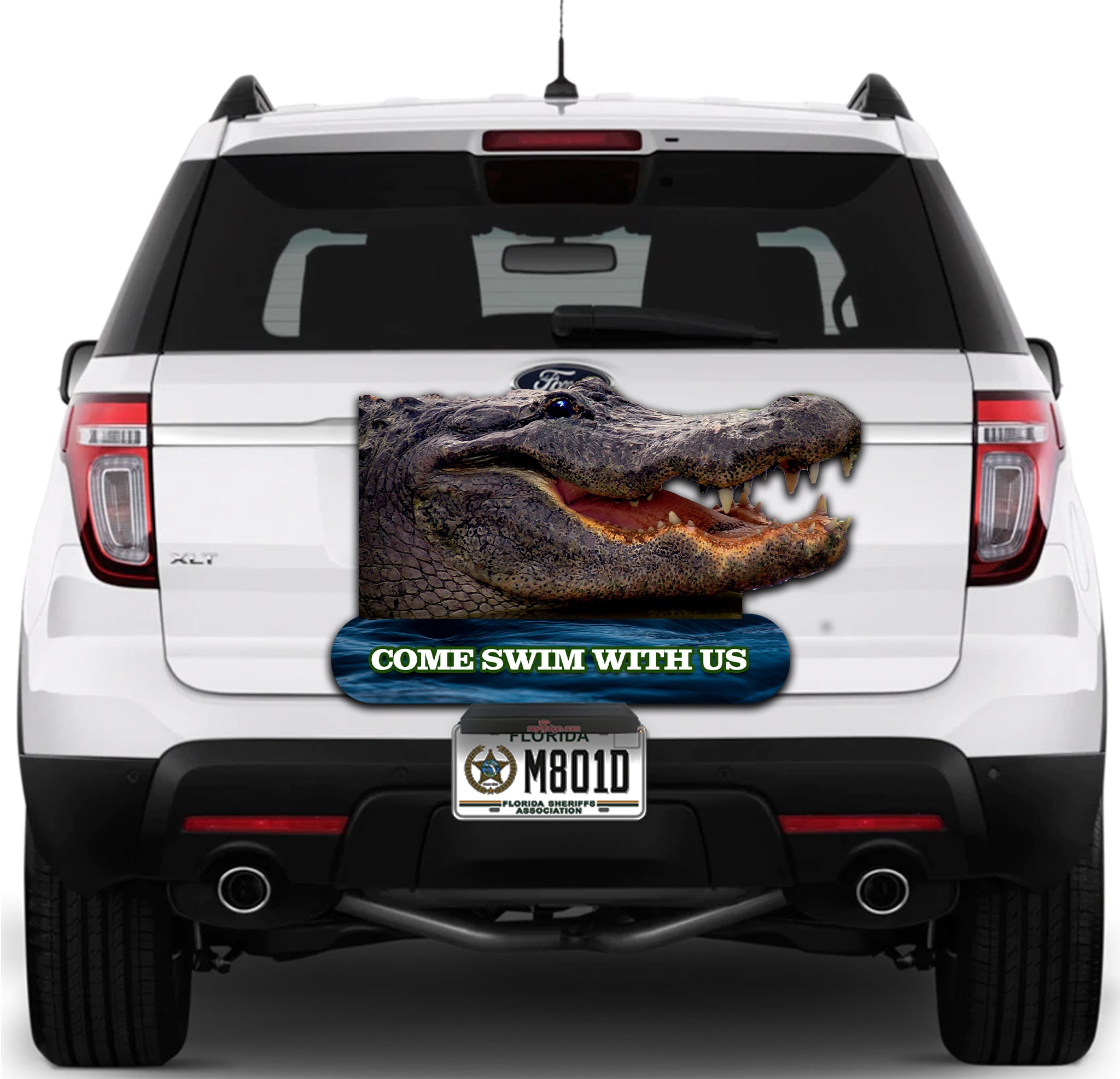 Image of Alligator "Come Swim with me"