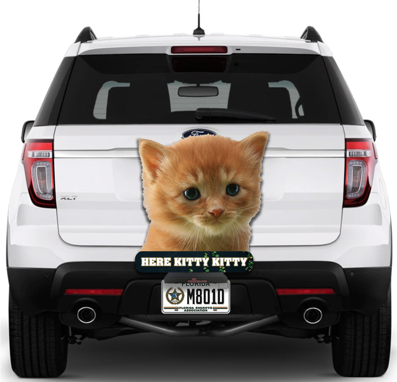 Kitten Here Kitty Kitty