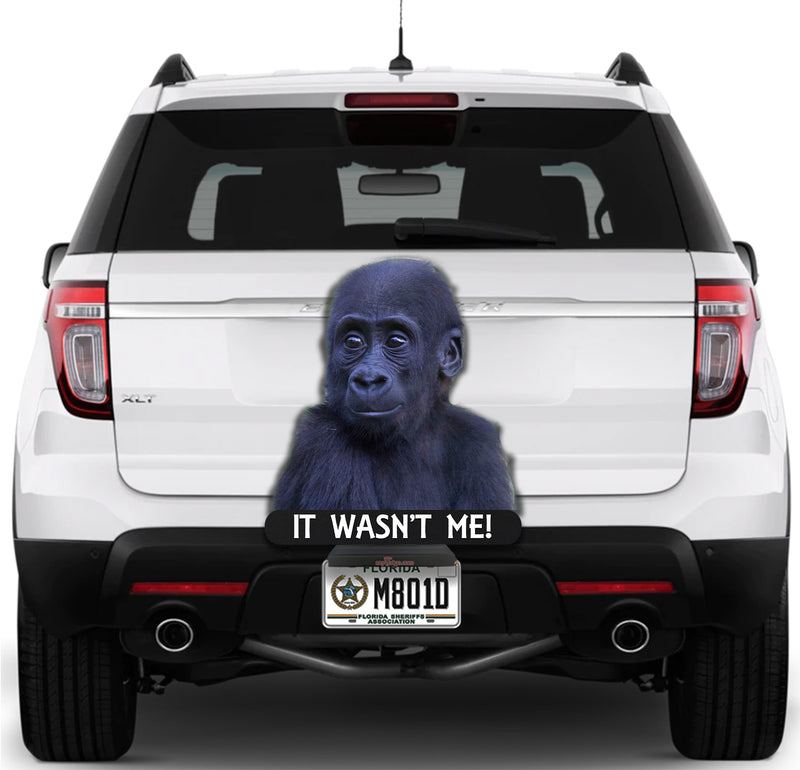 Baby Gorilla It Wasn't Me