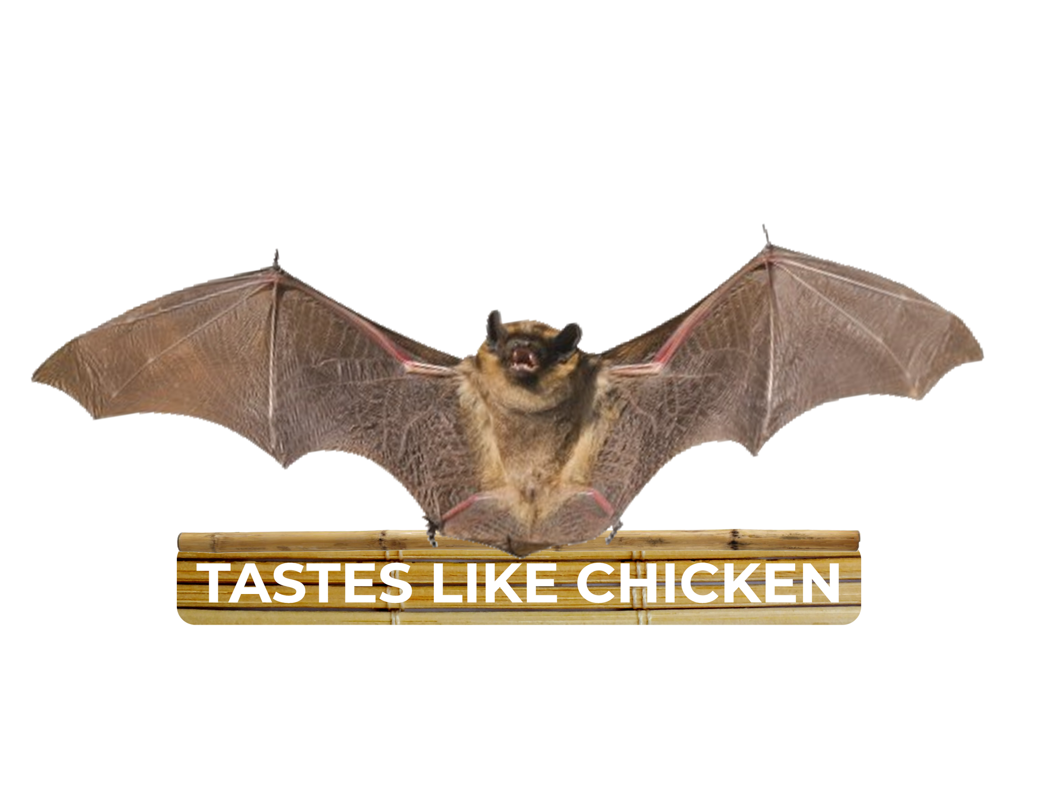 Bat 🦇  Taste Like Chicken