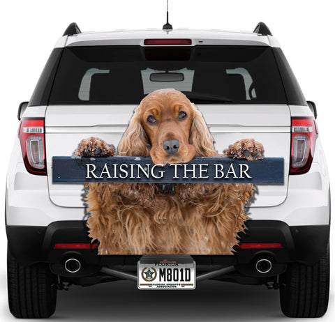 Image of Cocker Spaniel Raising The Bar